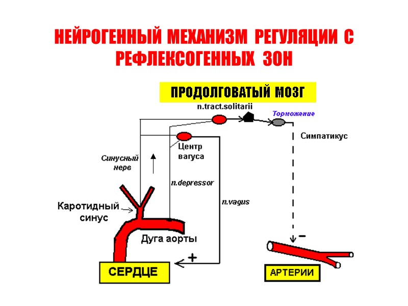НЕЙРОГЕННЫЙ  МЕХАНИЗМ  РЕГУЛЯЦИИ  С РЕФЛЕКСОГЕННЫХ   ЗОН ПРОДОЛГОВАТЫЙ  МОЗГ